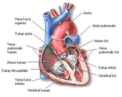 anatomi dan fisiologi jantung